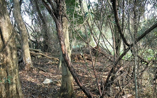 农村菜园地边的一颗大山木香,树主人要200块钱,大家说说值不值_哔哩