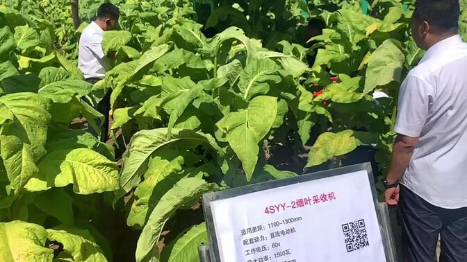 小型烟草叶采摘机 自走式烟叶采收设备  采摘烟叶机器  烟叶采收机