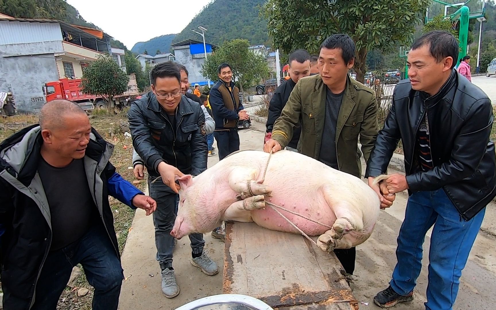 [图]农村老家杀年猪全村人过来帮忙，这种热闹的过年场面乡下才体会到