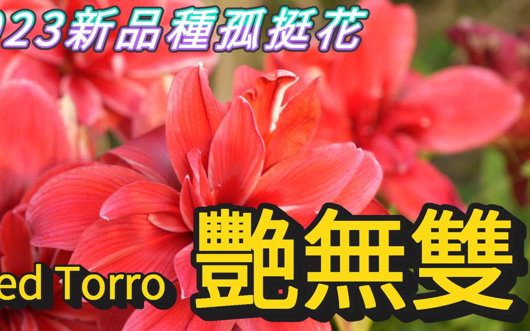 [图]艷無雙！花孔雀！葡萄美酒！紅色榮耀！魔卡！2023新品種孤挺花【老四農場】[Amaryllis][アマリリス]ep23