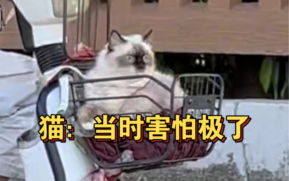 猫咪会晕车吗哔哩哔哩bilibili