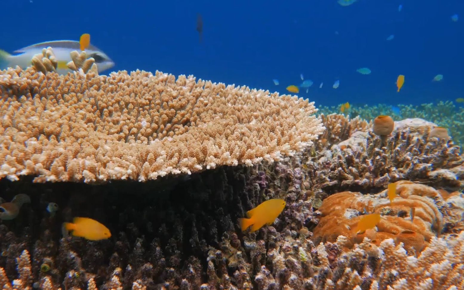 e725唯美海洋主題婚禮童話世界海洋館水族館海底光線熒光水母魚群水草