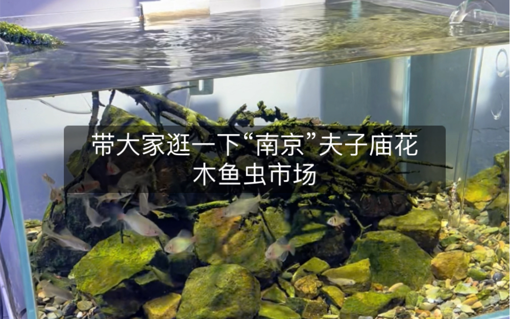 带大家深入逛一下南京的“夫子庙花木鱼虫市场”里面的种类繁多,非常的有意思.哔哩哔哩bilibili