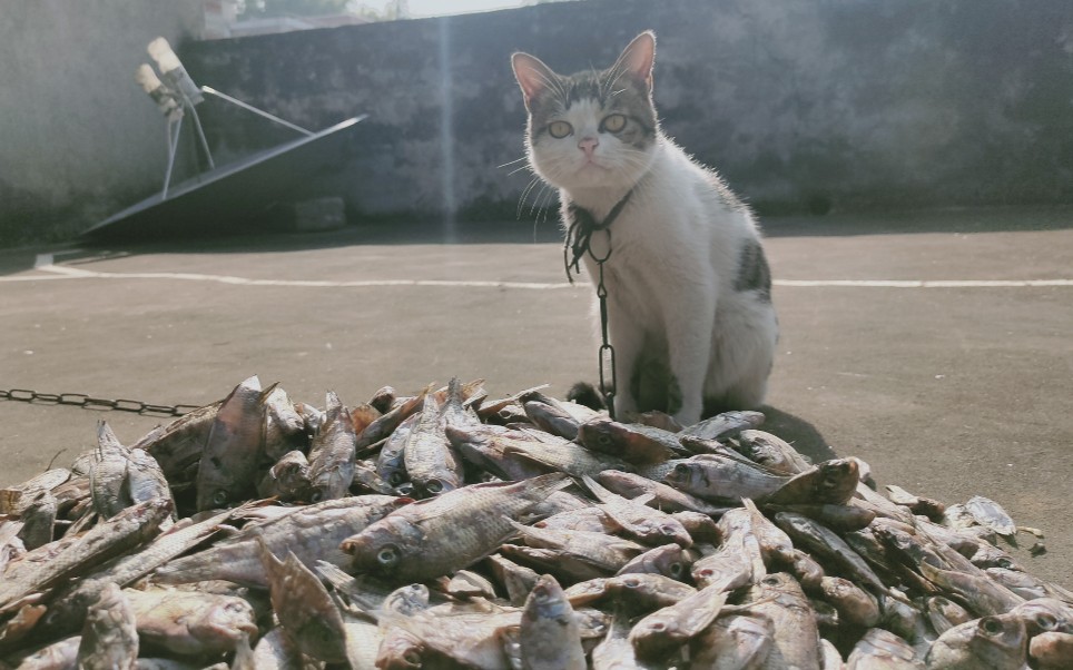 [图]猫王的幸福生活，看守着1000多条鱼，饿了就吃，吃饱了就睡