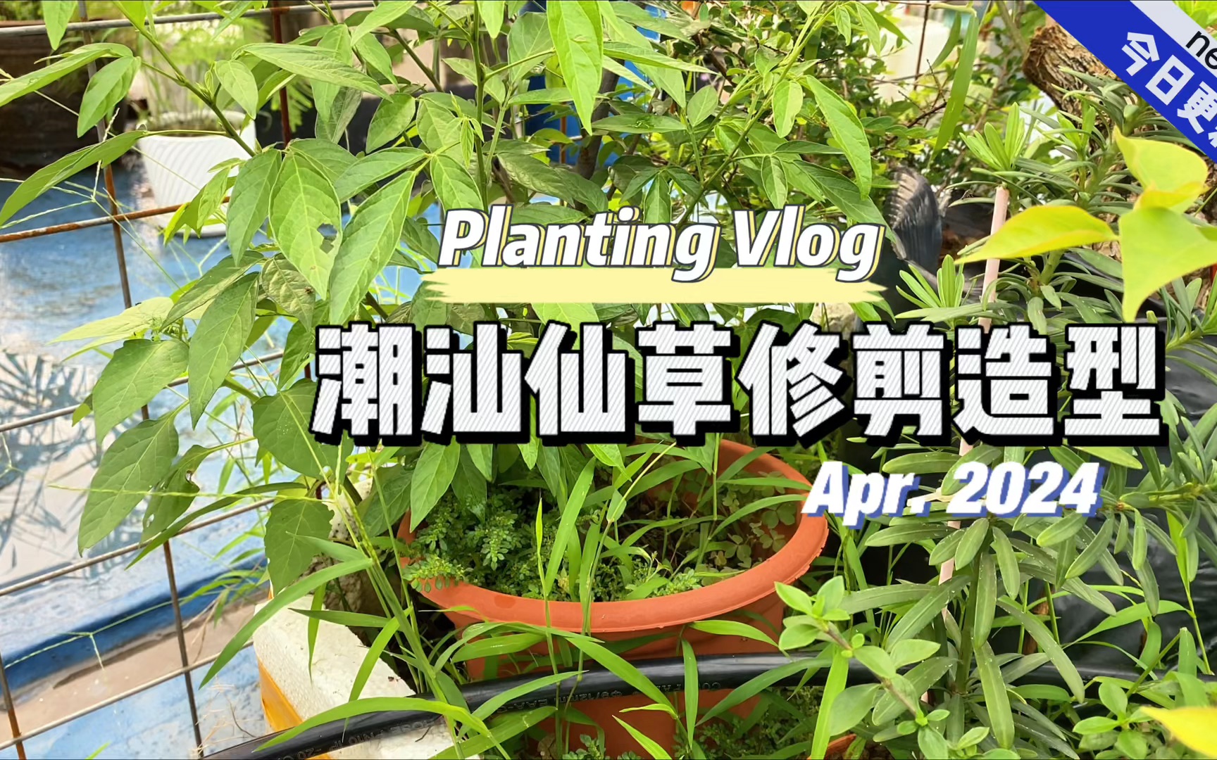 潮汕仙草修剪造型