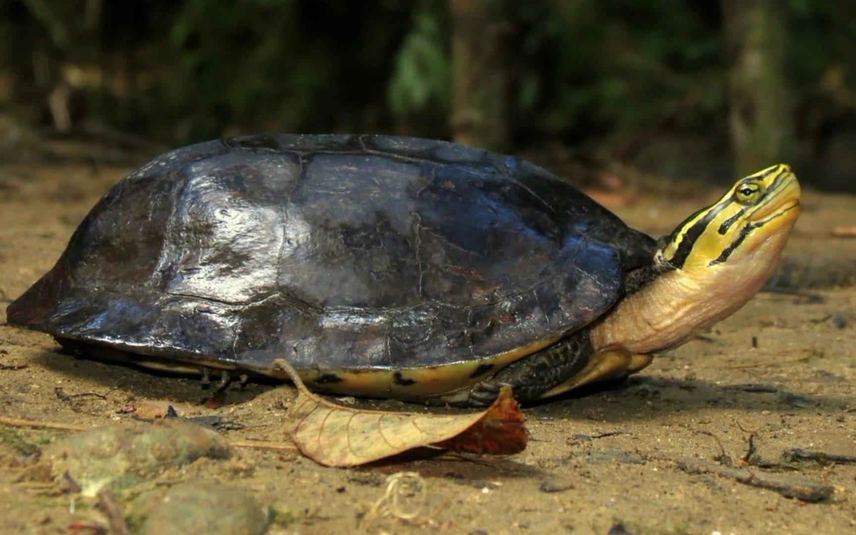 安布闭壳龟养殖技术论文