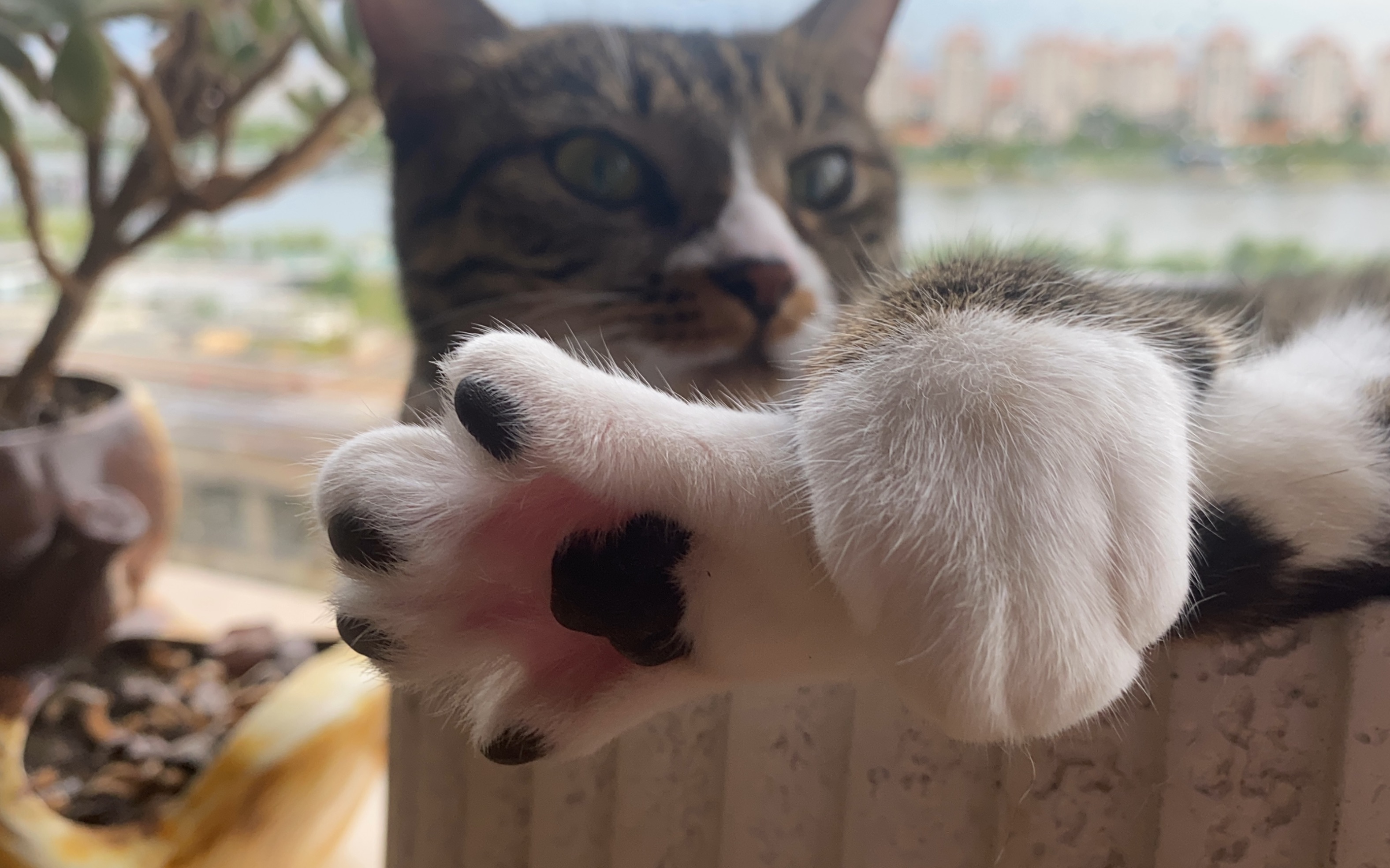 花盆长猫 爪爪开花