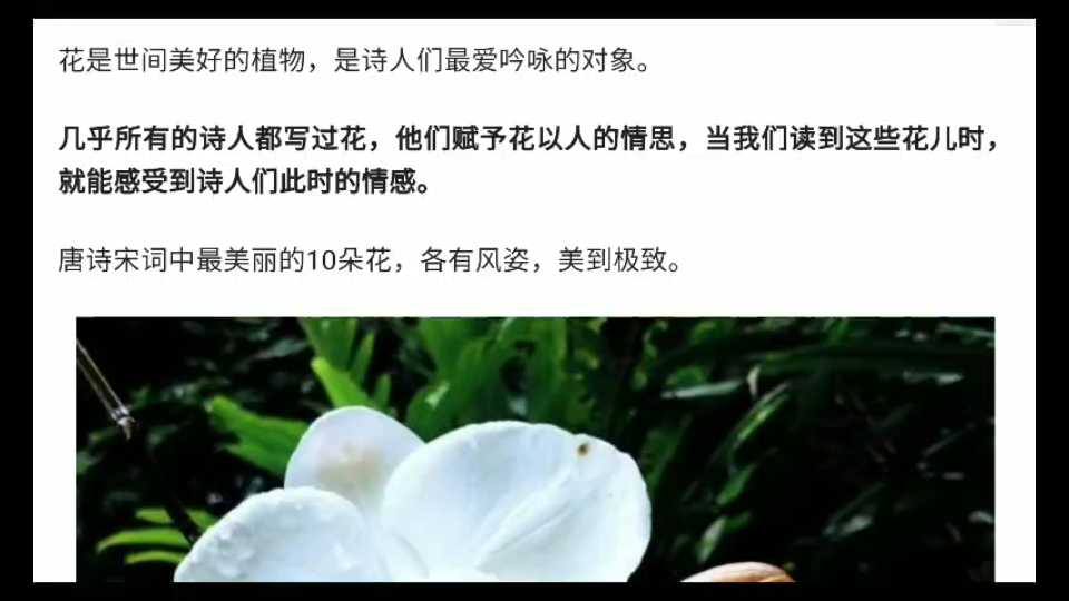 唐代的诗词,人文,历史知识点,逆袭哔哩哔哩bilibili