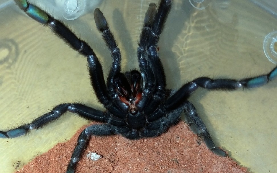 海南捕鸟蛛vs间脚蜈蚣