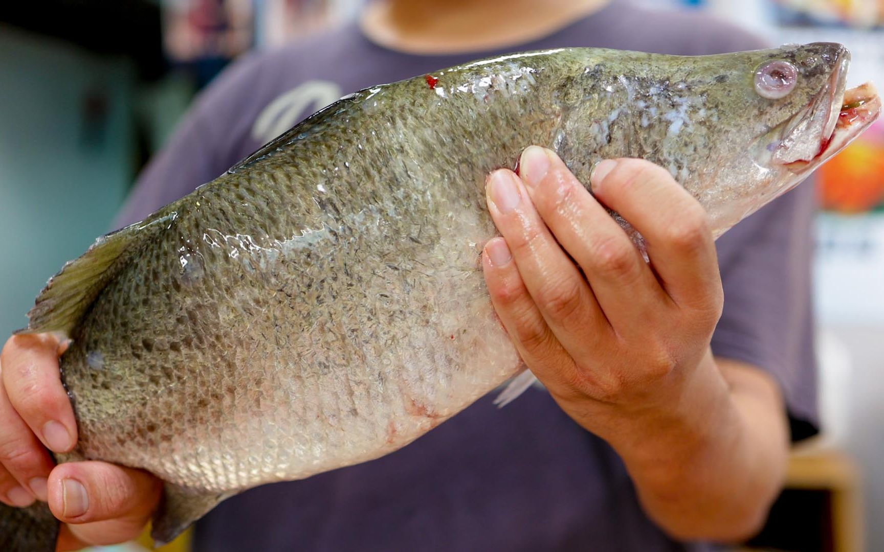 新漁人碼頭海鱸魚三吃製作 | 海鱸魚迅速料理大公開