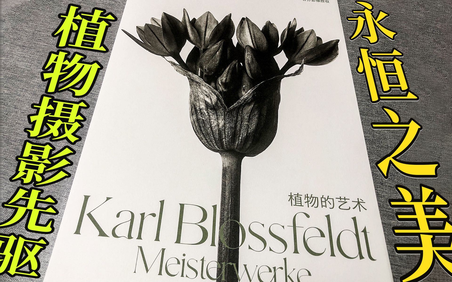 【画册推荐】自然的永恒之美《植物的艺术》 Karl Blossfeldt Meisterwerke哔哩哔哩bilibili