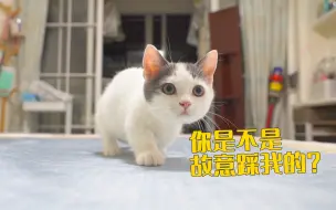 Télécharger la video: 小奶猫的腿被我踩瘸了