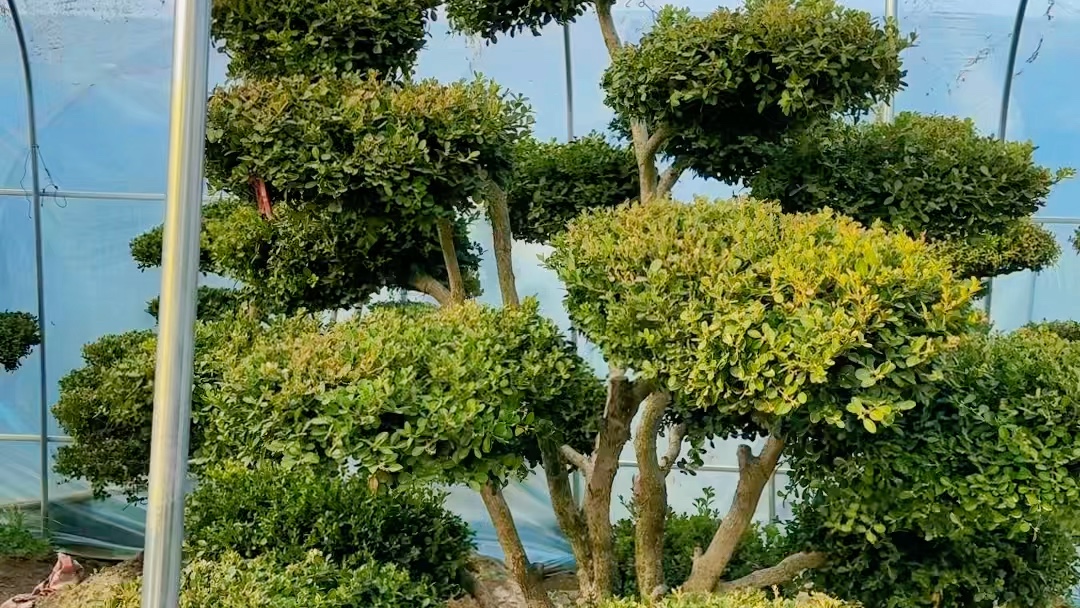 瓜子黄杨造型树黄杨入户发家致富四季常青不落叶适合庭院别墅农家小院