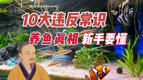 养鱼劝退指南 一入鱼坑深似海 十年生死两茫茫 请不要轻易入坑 哔哩哔哩 Bilibili