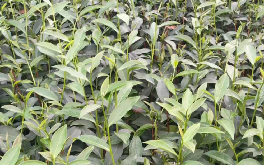 梅占茶苗(香茶)做红茶的首选品种,采摘期在3月.