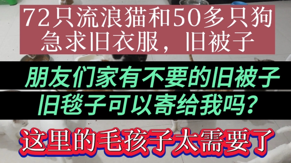 朋友们家有不要的旧被子毯子可以寄给我吗?这里的毛孩子太需要了哔哩哔哩bilibili