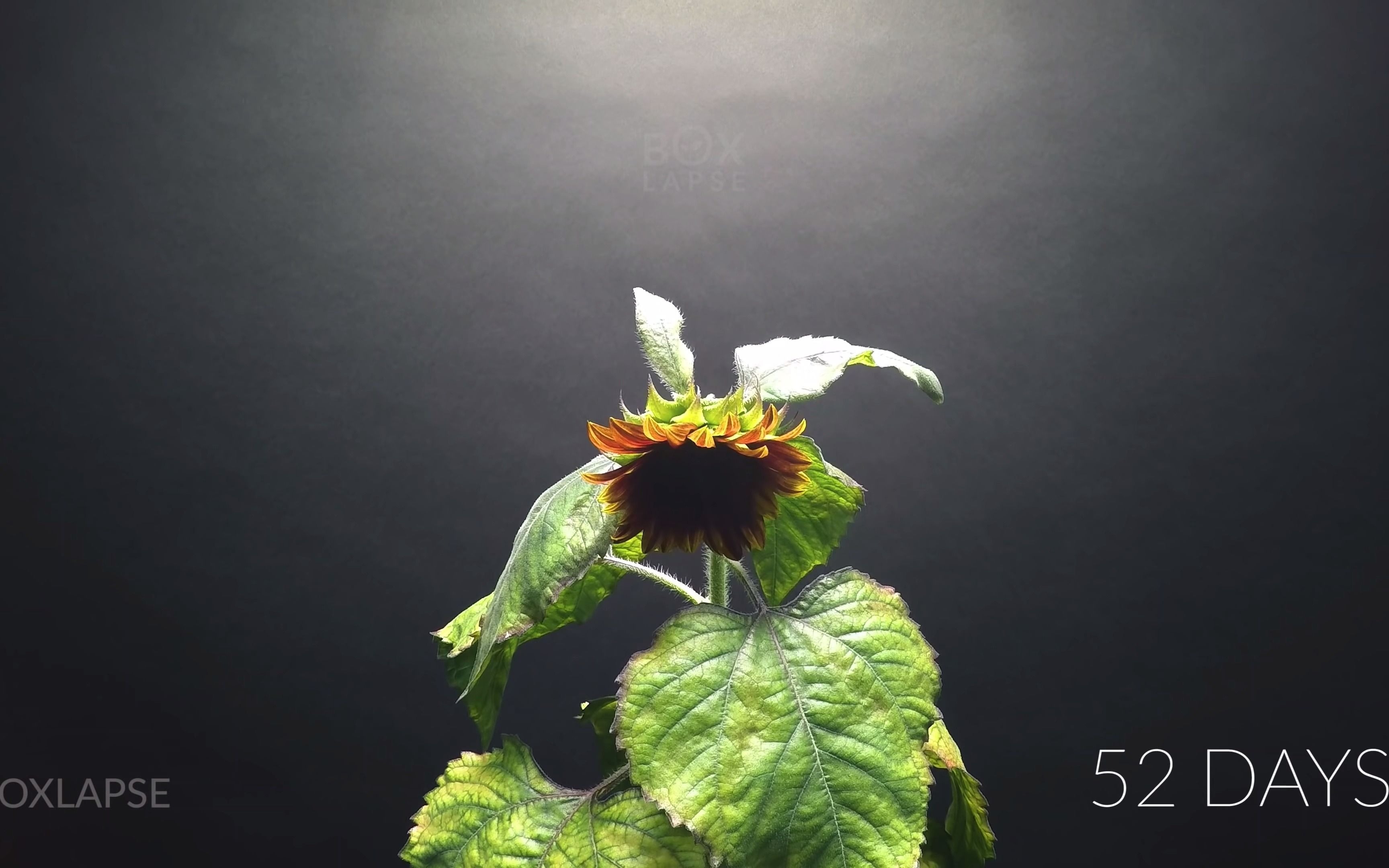 [图]57天红向日葵生长延时 Growing Red Sunflower Time Lapse - Seed To Flower in 57 Days