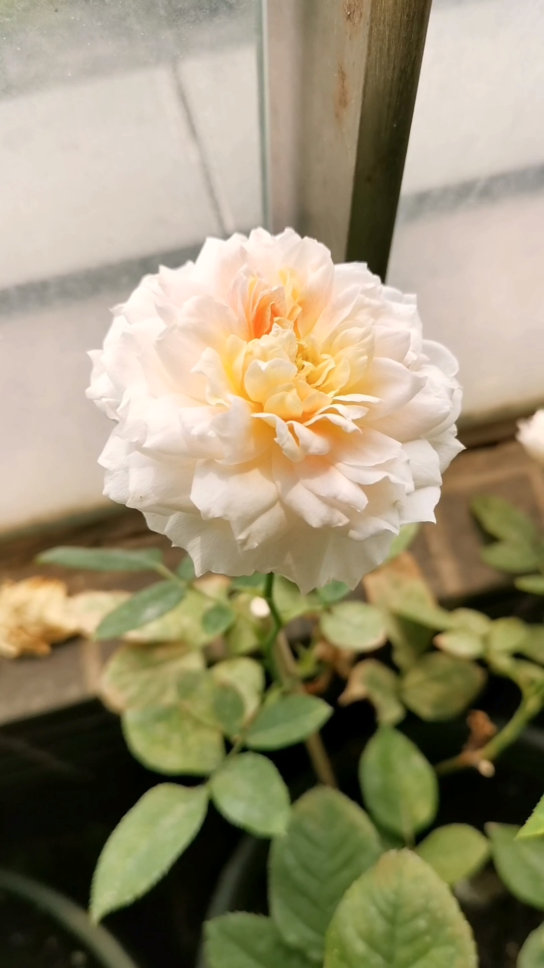 圣女贞德月季花不大香味浓花期一周左