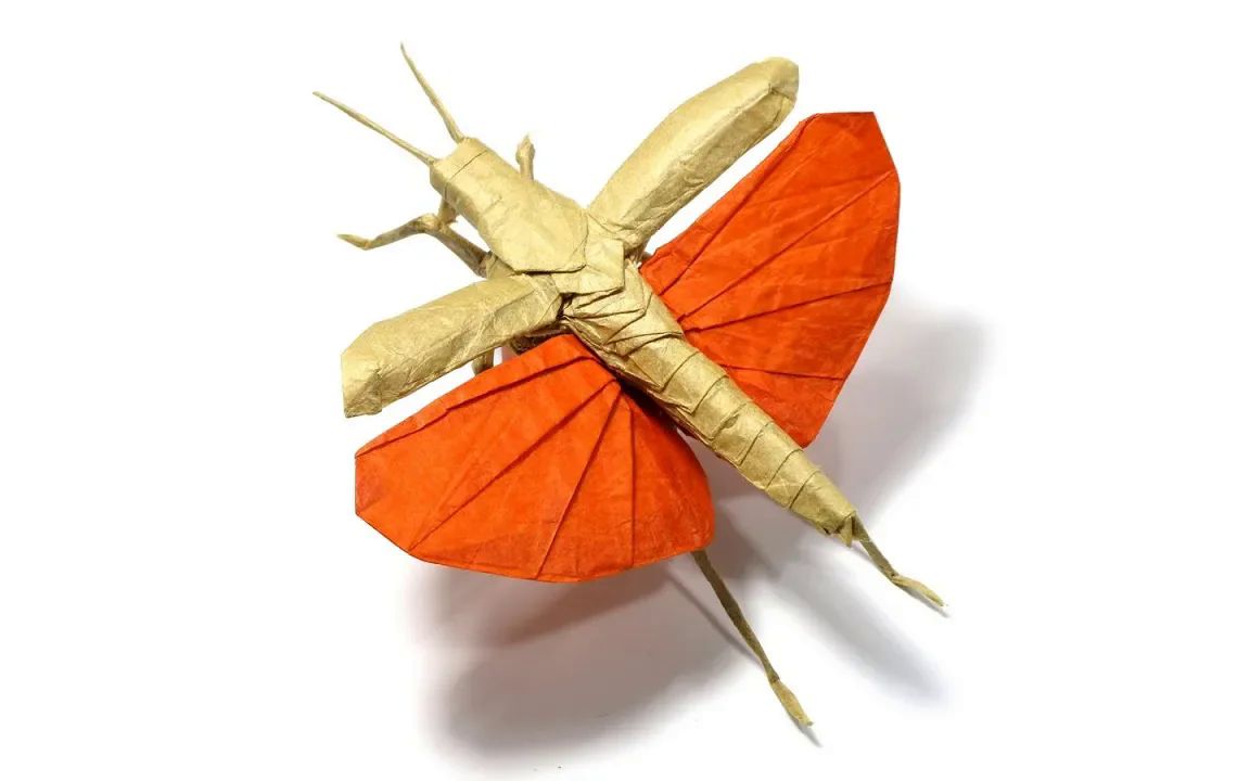 【mariano zavala】飞行姿态蝗虫折纸教程origami flying grasshopper
