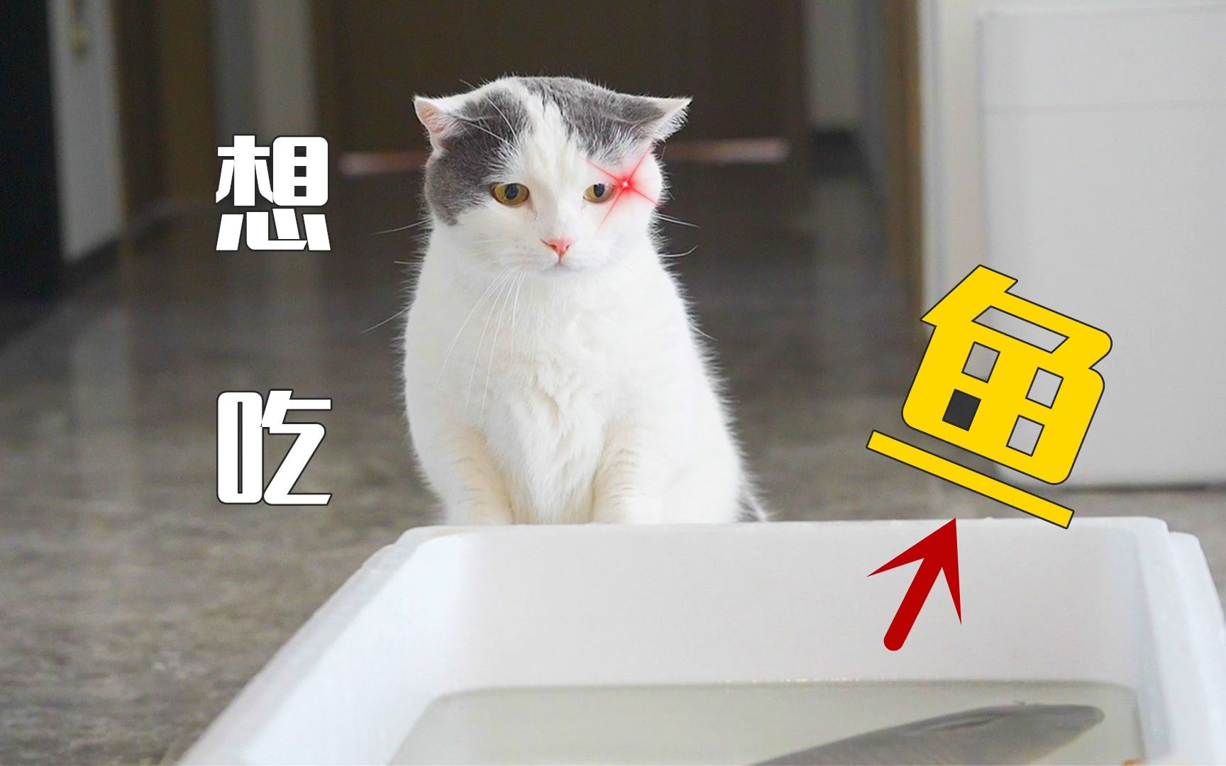 [图]猫：想刀一条鱼的眼神是藏不住的