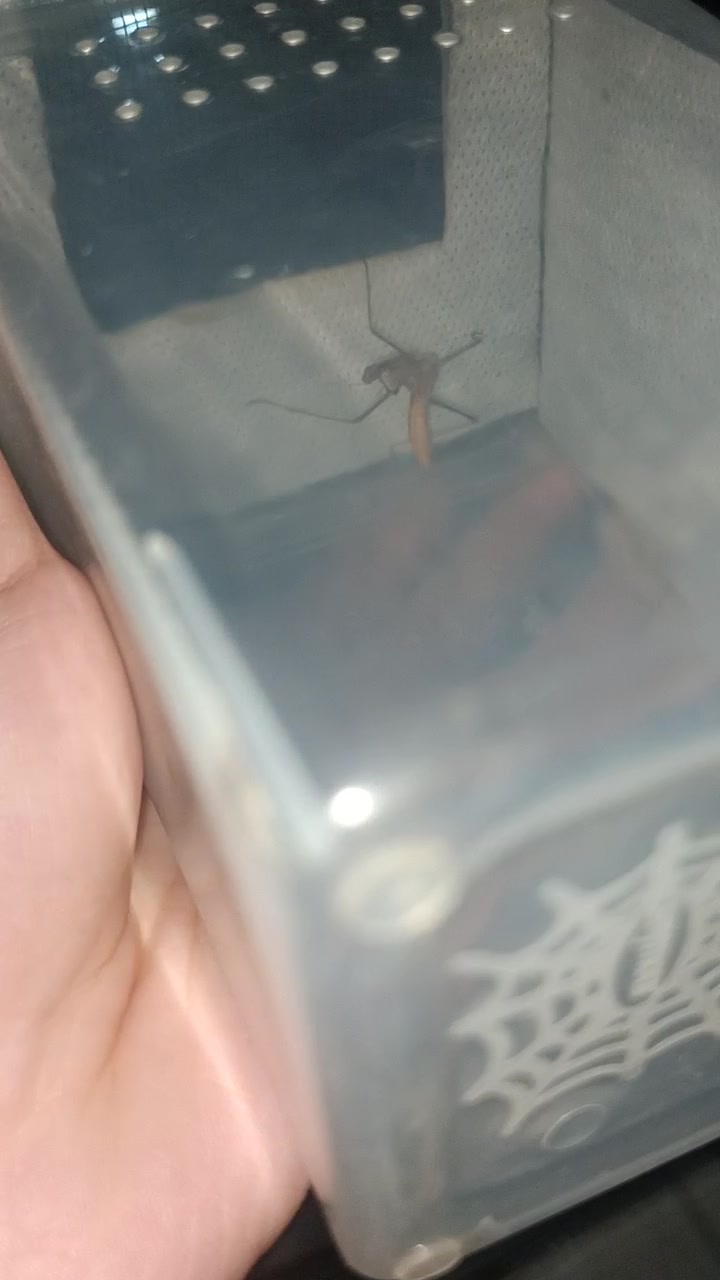 黄金传说……棕静螳