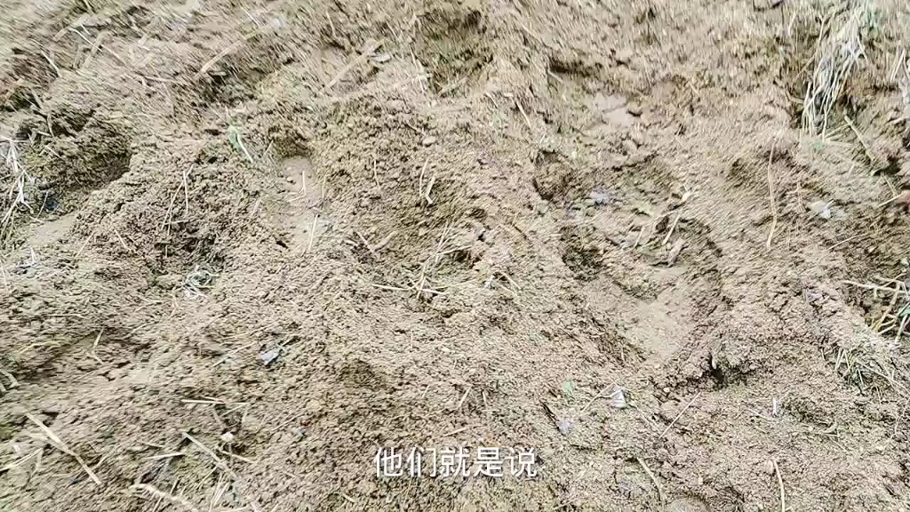 [图]切艾根，盘地，90后小伙教您种艾草（下）