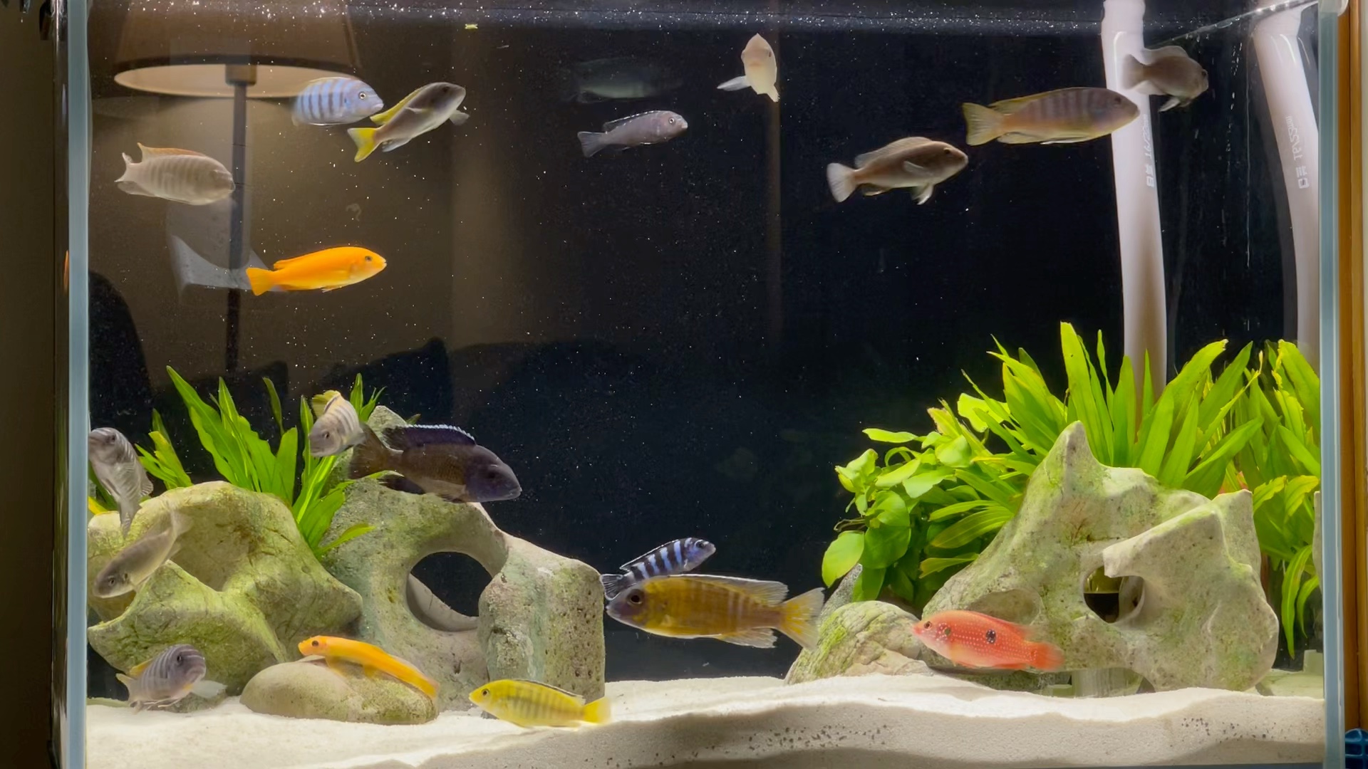 新开三湖慈鲷60缸三个月