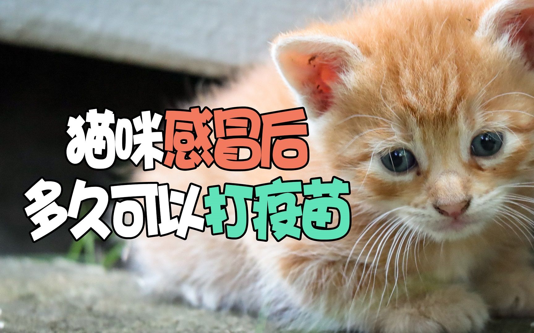 猫咪感冒后多久可以打疫苗哔哩哔哩bilibili