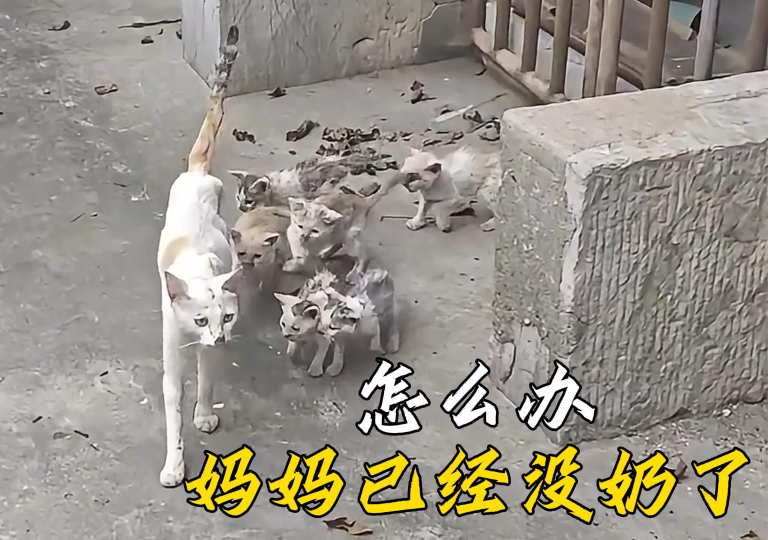 [图]他们跟在猫妈妈身后追着要奶喝，可是因为没有食物吃她已经没奶水了