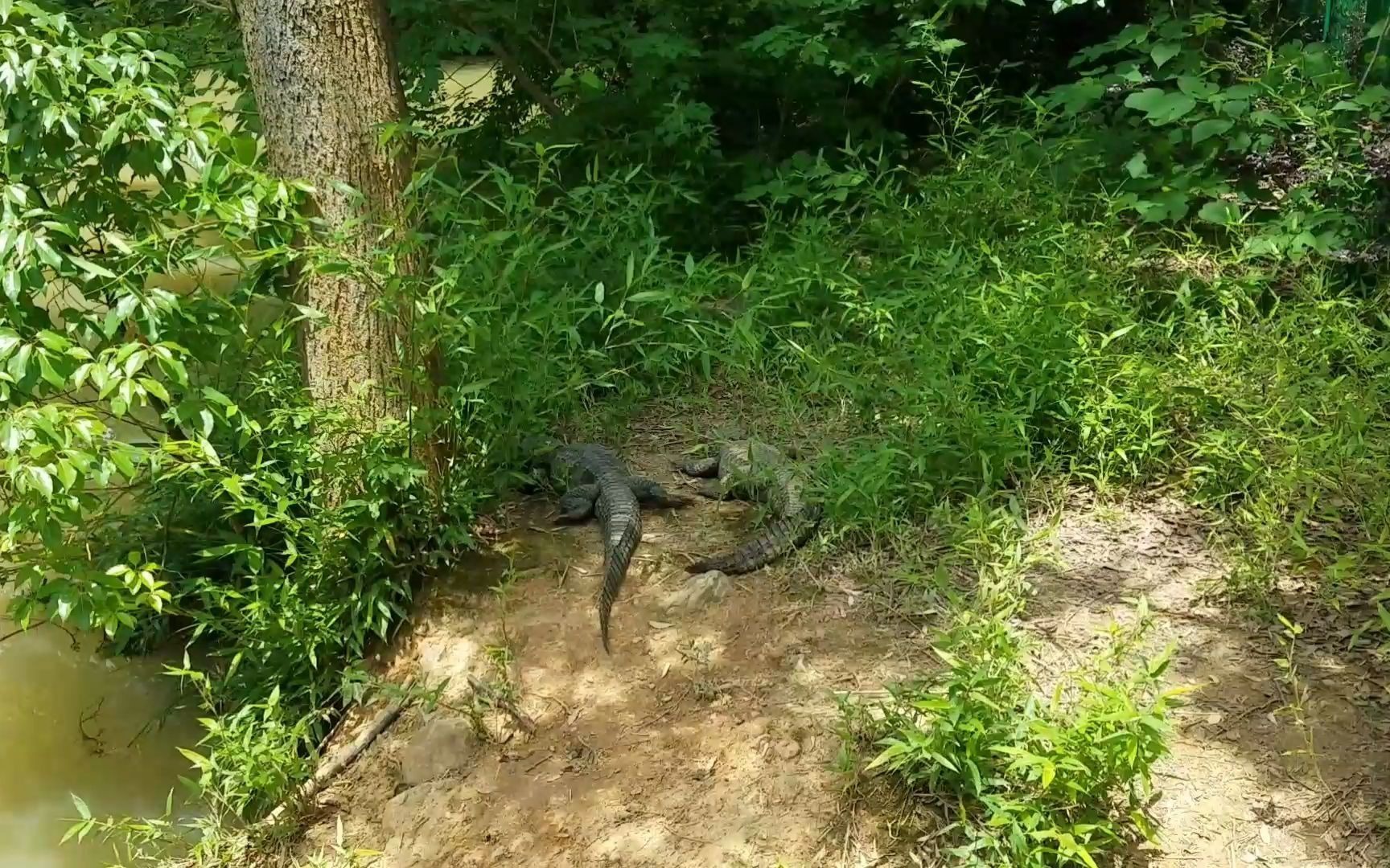 宣城市 鳄鱼湖风景区里面的“扬子鳄”!哔哩哔哩bilibili