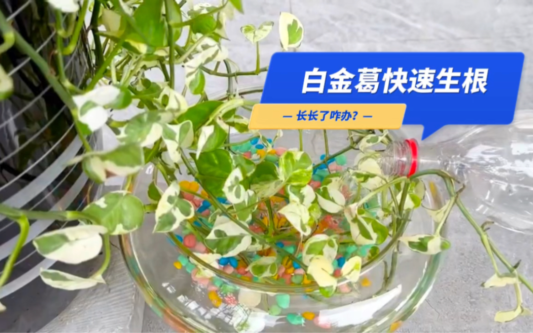 白金葛如何快速生根?怎么展示藤蔓植物的美哔哩哔哩bilibili