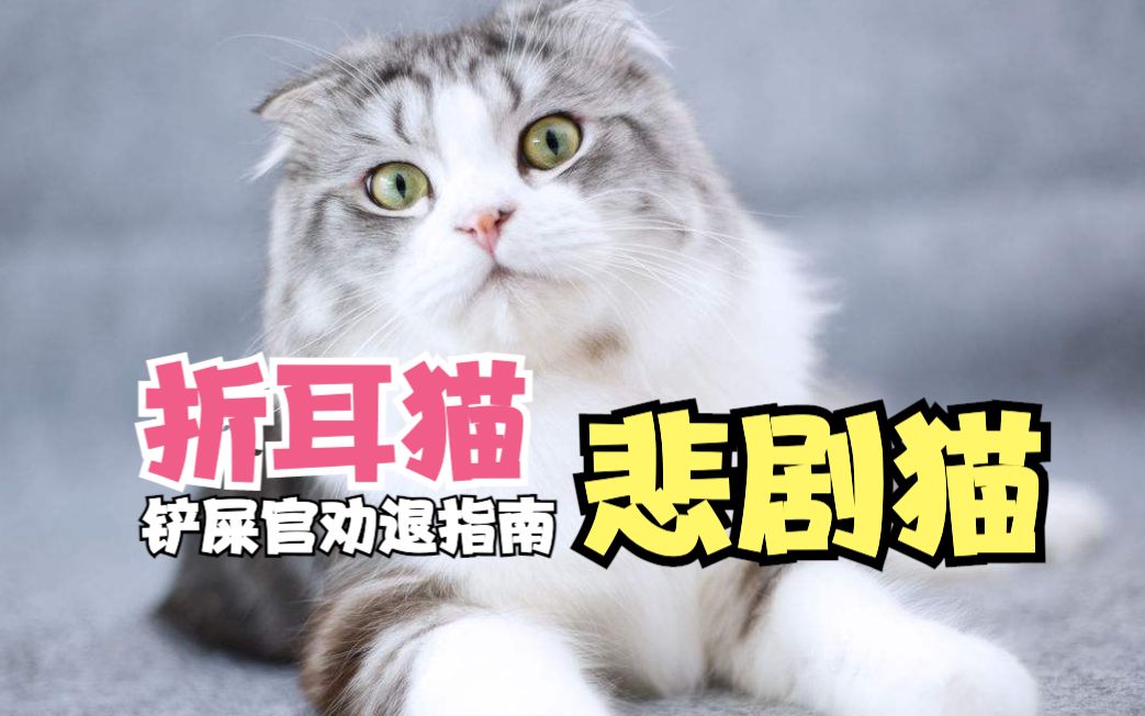 折耳猫的一生,为什么就是个悲剧?哔哩哔哩bilibili