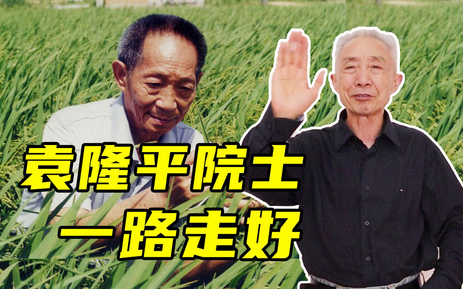 【戴建业】悼念袁隆平院士最好的方法就是向他学习!哔哩哔哩bilibili