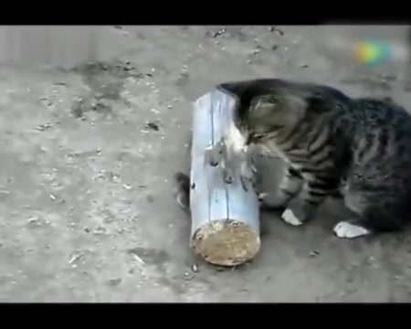 老鼠说:大哥,你快"弄死我吧"