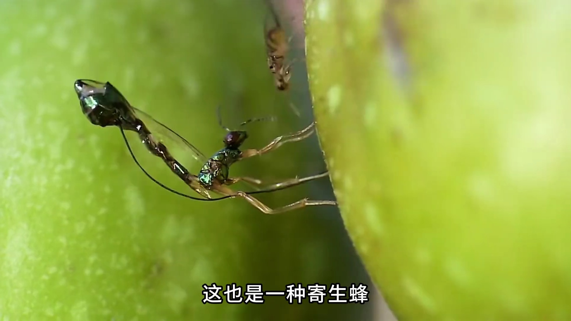 四重寄生,比地狱还恐怖的生存环境,竟然在一颗无花果里哔哩哔哩bilibili