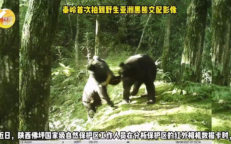 秦岭首次拍到野生亚洲黑熊交配影像哔哩哔哩bilibili