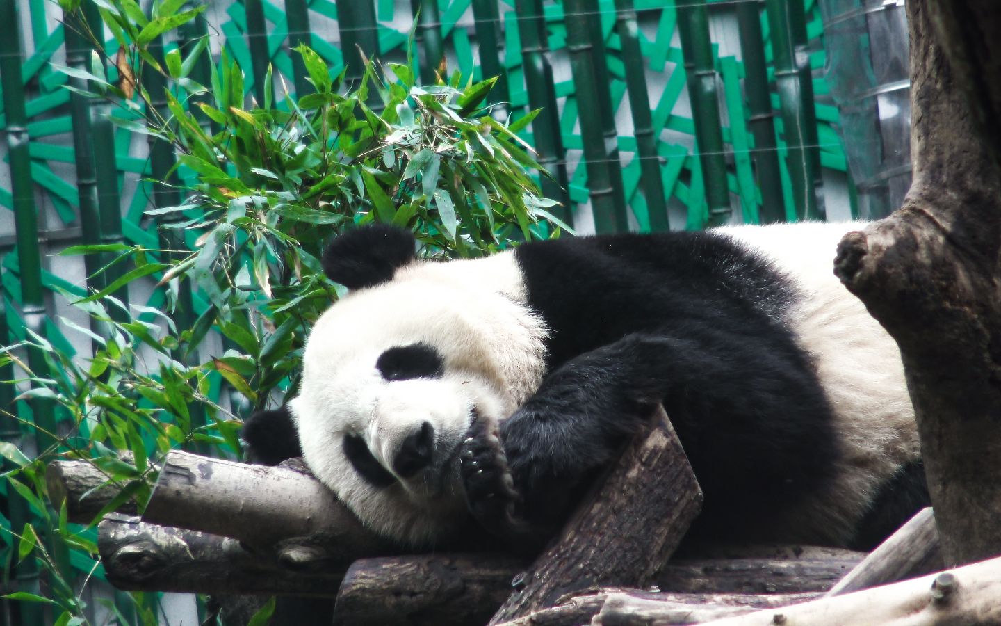 [大熊猫平平] 这真的不是一张jpg_哔哩哔哩 (゜-゜)つロ 干杯~-bili