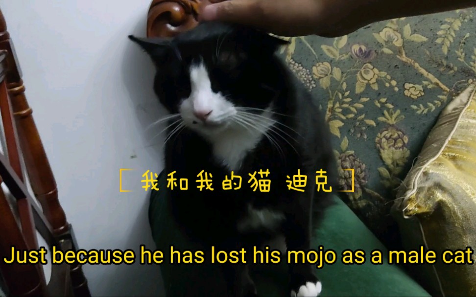 我和我的猫 迪克哔哩哔哩bilibili