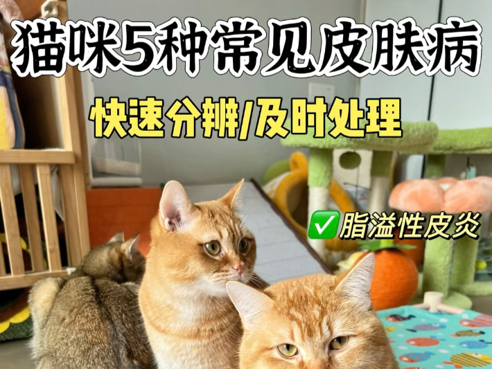 猫咪常见5种皮肤病辨别，及时处理