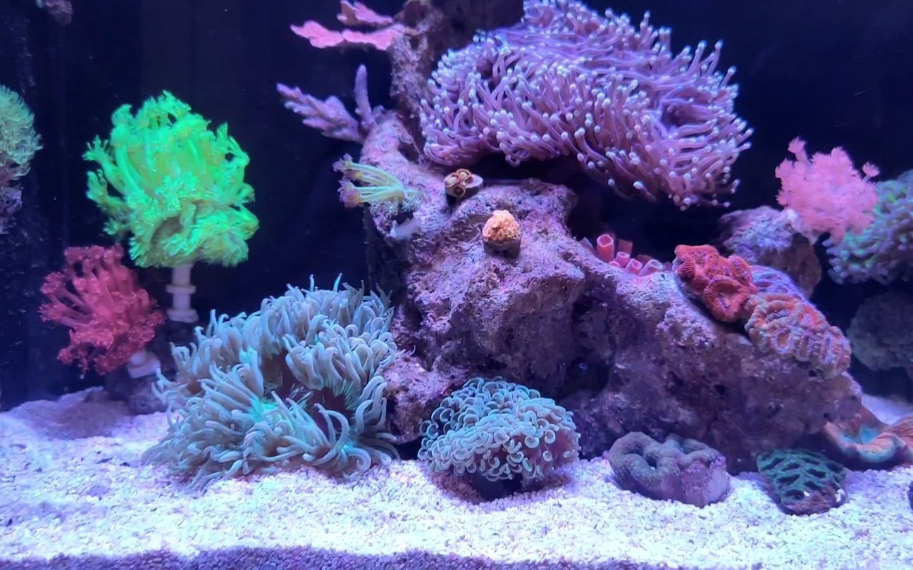 经历2个月折腾,90纯珊瑚海缸初见成效啦