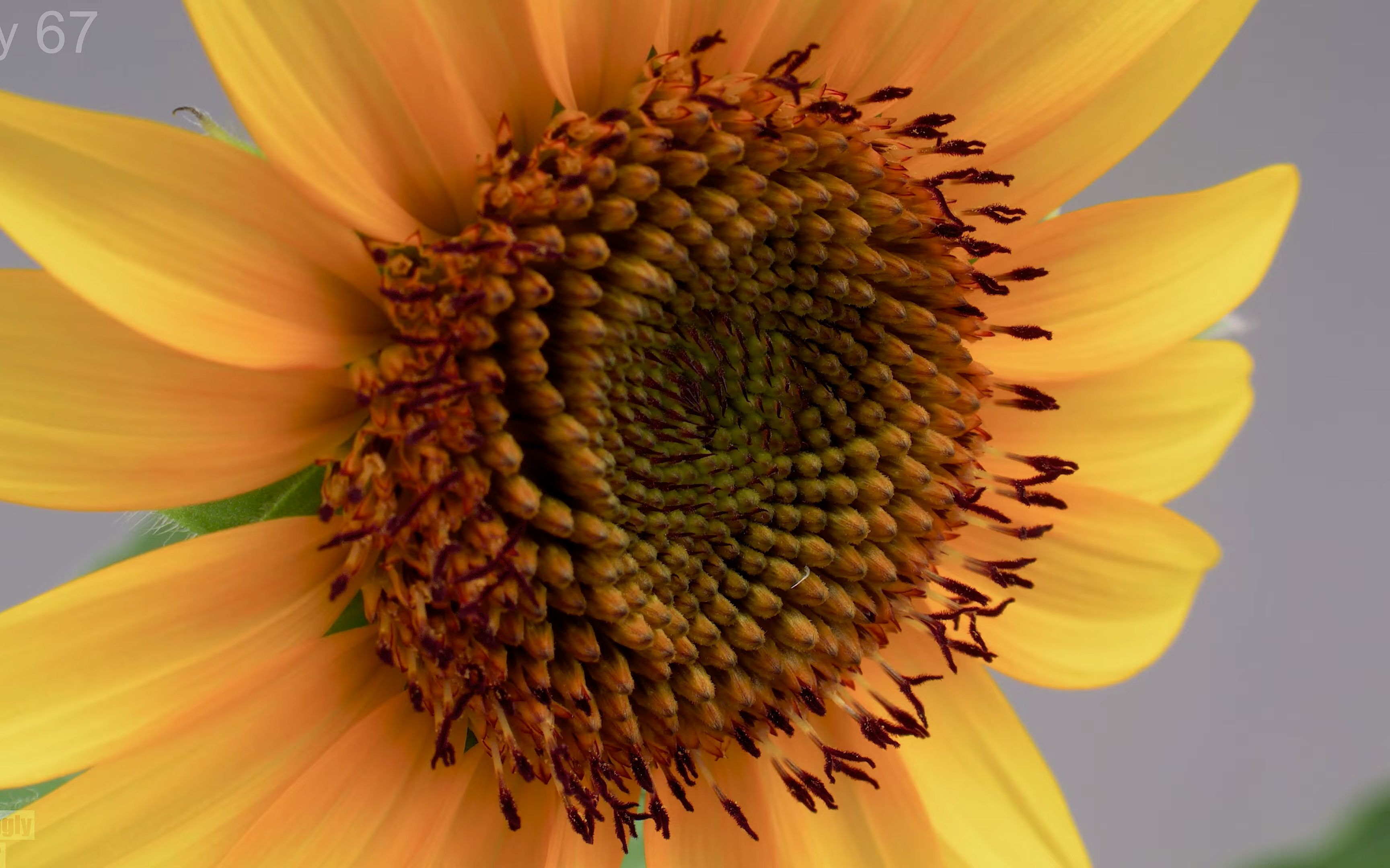 [图]90天向日葵生长延时视频 Growing Sunflower Time Lapse (90 Days)