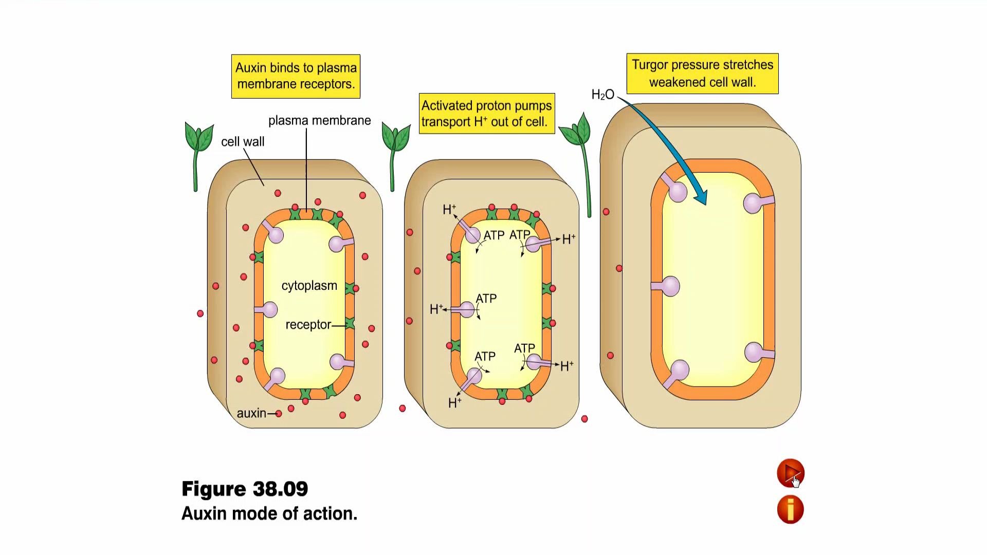 韧皮部运输_哔哩哔哩 (゜-゜)つロ 干杯~-bilibili