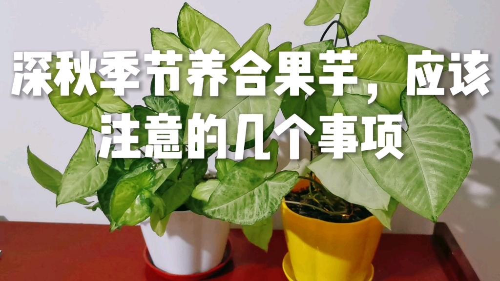 深秋季节养合果芋,应该注意的几个事项哔哩哔哩bilibili