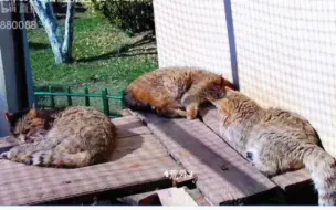 下载视频: 【西野荒漠猫】起猛了，眼瘸看成圆掌直播晒猪，结果是荒漠“猪”