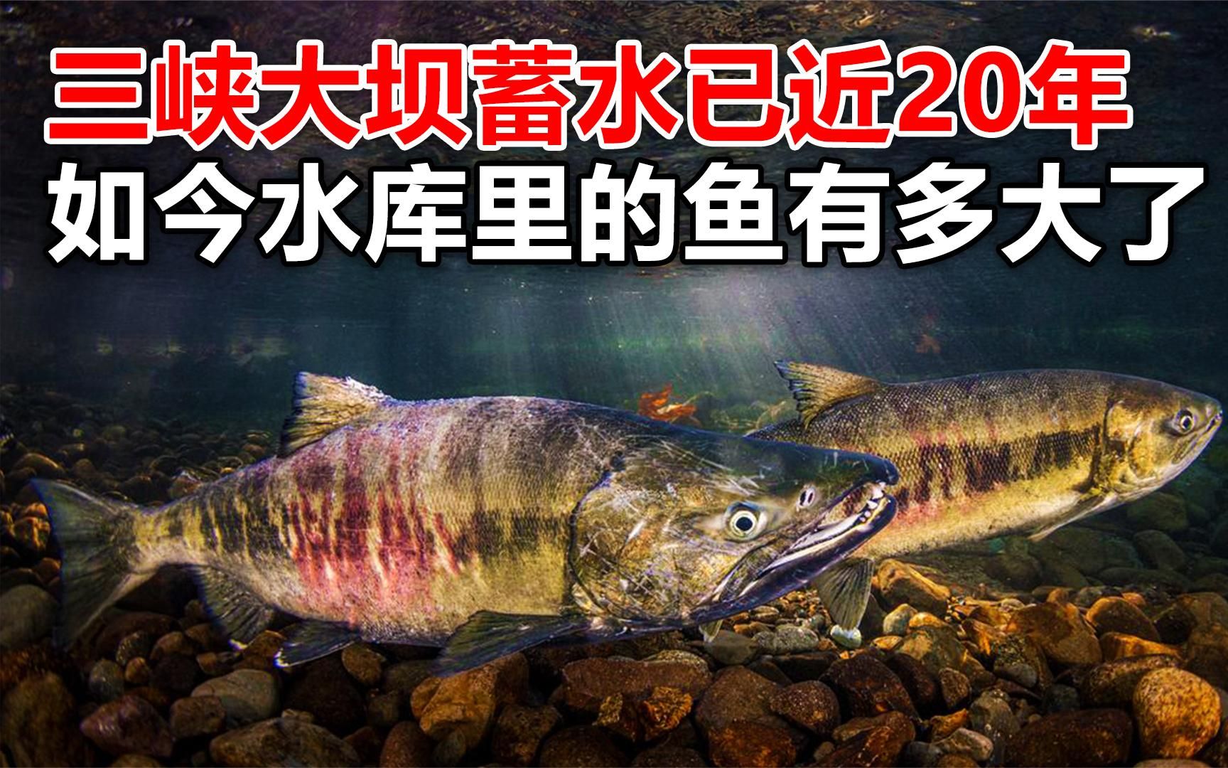 三峡大坝蓄水已经近20余年,如今水库里面的鱼,长的能有多大了?哔哩哔哩bilibili