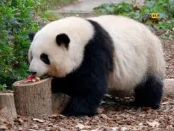 Скачать видео: 这个就是花花啦 紧凑型a350 苹果花