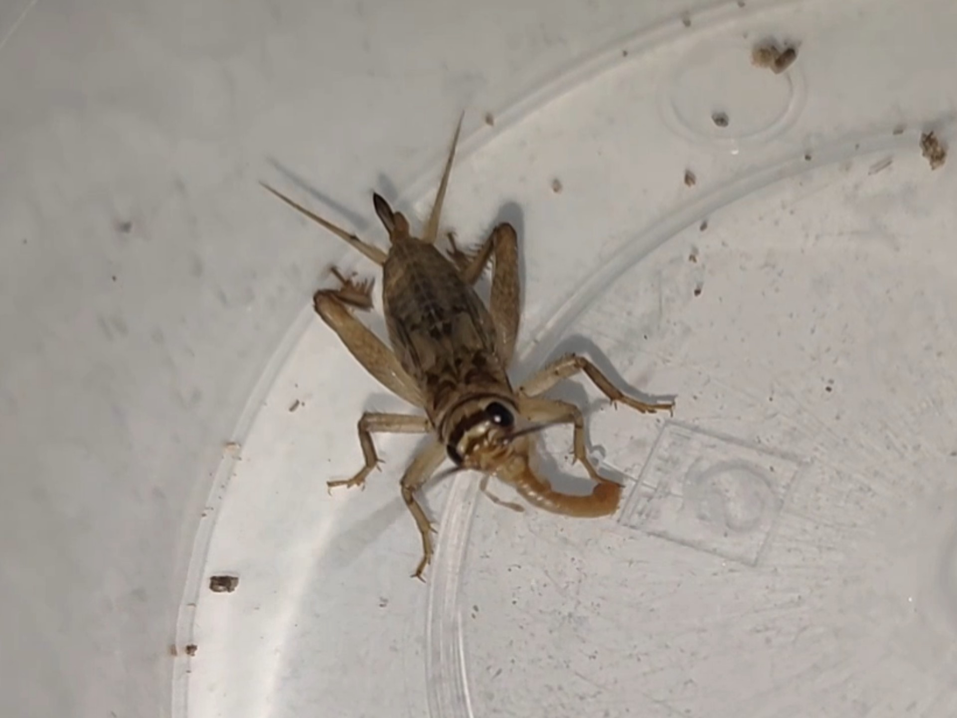 白蟋蟀也会捕食