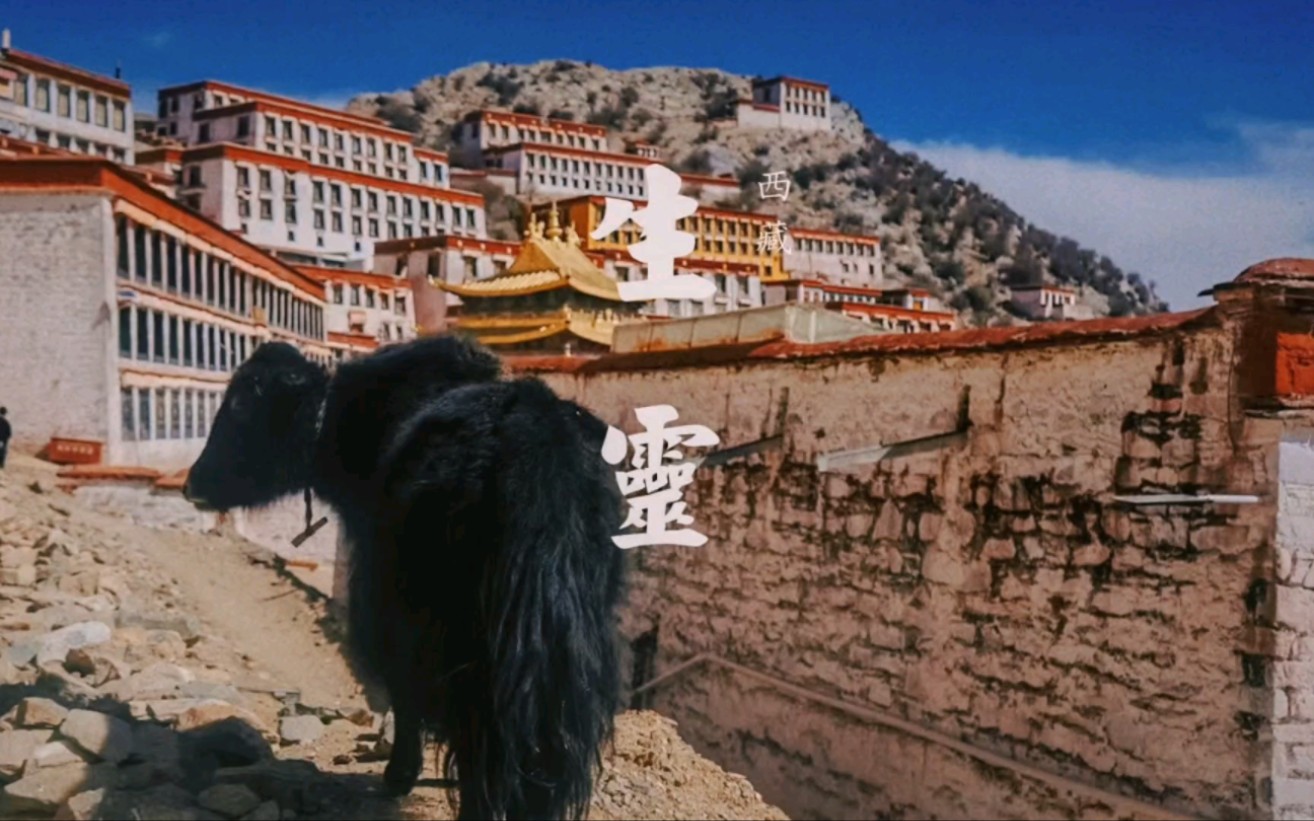 西藏|这是一个神灵与生灵共存的地方!拉萨ⷮŠ甘丹寺!哔哩哔哩bilibili