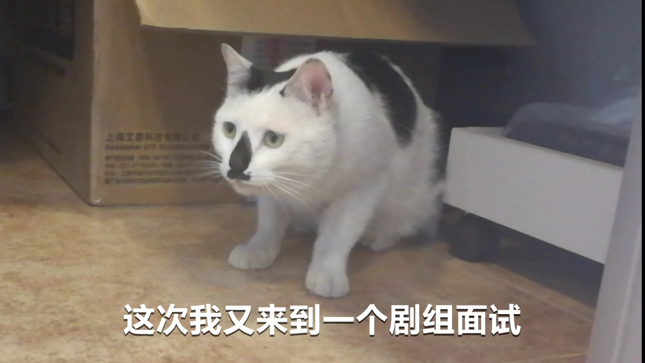 是谁家博物馆里有30只猫馆长?!哔哩哔哩bilibili