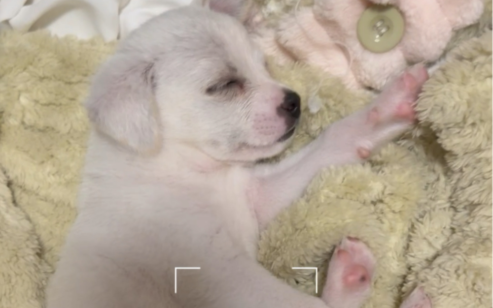 【张十一的狗狗们】最新视频来袭,快来看看吧!